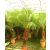 Phoenix roebelenii - Pygmy Date Palm - 5pcs seeds/packet - goldenpalm.hu