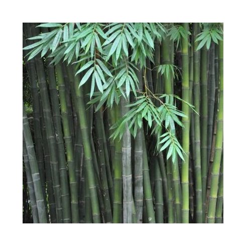 Dendrocalamus latiflorus - Tajvani óriás bambusz - 5db mag/csomag