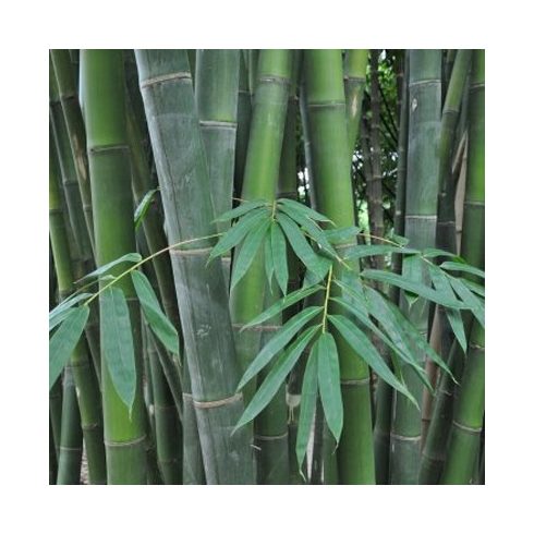 Dendrocalamus latiflorus - Tajvani óriás bambusz - 5db mag/csomag