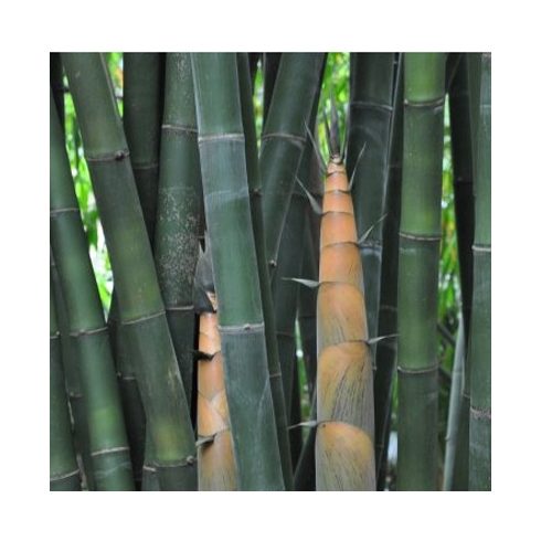 Dendrocalamus latiflorus - Tajvani óriás bambusz - 5db mag/csomag