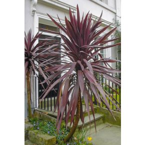   Cordyline australis "Purpurea" - Lilalevelű bunkóliliom 5db mag/csomag