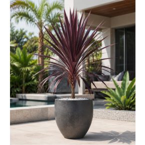 Cordyline australis Purpurea lilalevelű bunkóliliom bordó lila levelű növény