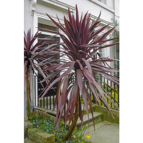 Cordyline australis "Purpurea" - Lilalevelű bunkóliliom 5db mag/csomag