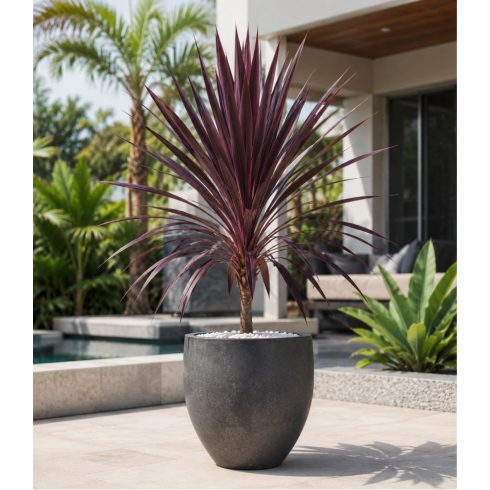 Cordyline australis Purpurea lilalevelű bunkóliliom bordó lila levelű növény