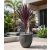 Cordyline australis Purpurea lilalevelű bunkóliliom bordó lila levelű növény
