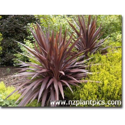 Cordyline australis "Purpurea" - Lilalevelű bunkóliliom 5db mag/csomag