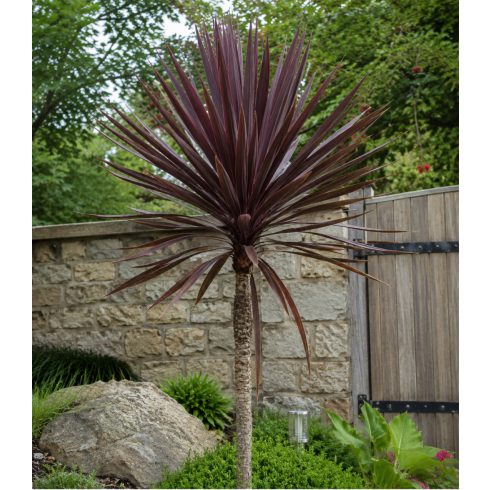 Kifejlett Cordyline australis Purpurea bíbor levelű déli bunkóliliom