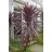 Cordyline australis Purpurea lilalevelű bunkóliliom