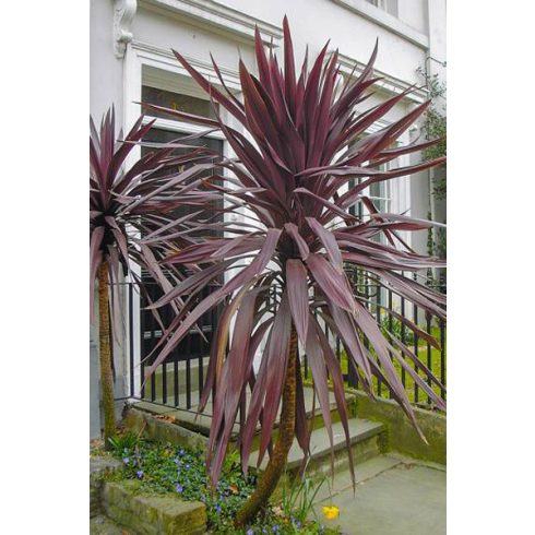 Cordyline australis Purpurea lilalevelű bunkóliliom
