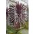Cordyline australis Purpurea lilalevelű bunkóliliom