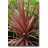 Cordyline australis Purpurea lilalevelű bunkóliliom kertben