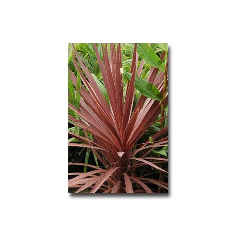 Cordyline australis Purpurea lilalevelű bunkóliliom kertben