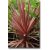 Cordyline australis Purpurea lilalevelű bunkóliliom kertben