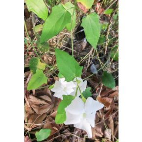 Thunbergia fragrans - 3db mag/csomag - Illatos Thunbergia