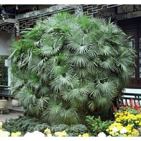 Rhapis multifida - Ujjas pálma - 5 db mag/csomag