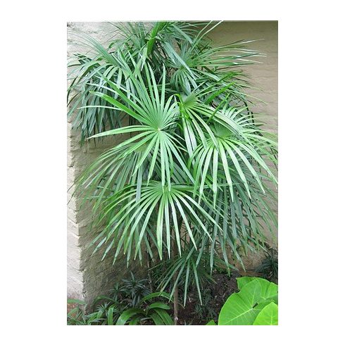 Rhapis multifida - Ujjas pálma - 5 db mag/csomag