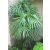 Rhapis multifida - Ujjas pálma - 5 db mag/csomag