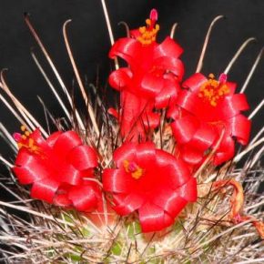 Cochemiea maritima - 3db mag/csomag