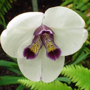 Diplarrena latifolia - Illatos írisz - 5db mag/csomag