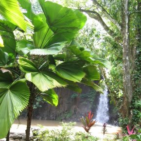   Licuala grandis - Vanuatu Fan Palm, Palas Palm - 5pcs seeds/packet - goldenpalm.hu