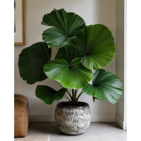 Licuala grandis - Vanuatu Fan Palm, Palas Palm - 5pcs seeds/packet - goldenpalm.hu