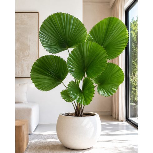Licuala grandis - Vanuatu Fan Palm, Palas Palm - 5pcs seeds/packet - goldenpalm.hu