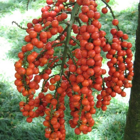 Licuala grandis - Vanuatu Fan Palm, Palas Palm - 5pcs seeds/packet - goldenpalm.hu