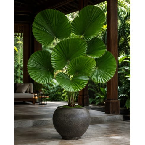 Licuala grandis - Vanuatu Fan Palm, Palas Palm - 5pcs seeds/packet - goldenpalm.hu