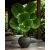 Licuala grandis - Vanuatu Fan Palm, Palas Palm - 5pcs seeds/packet - goldenpalm.hu