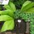 Licuala grandis - Vanuatu Fan Palm, Palas Palm - 5pcs seeds/packet - goldenpalm.hu