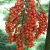 Licuala grandis - Vanuatu Fan Palm, Palas Palm - 5pcs seeds/packet - goldenpalm.hu