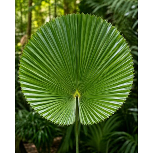 Licuala grandis - Vanuatu Fan Palm, Palas Palm - 5pcs seeds/packet - goldenpalm.hu