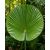 Licuala grandis - Vanuatu Fan Palm, Palas Palm - 5pcs seeds/packet - goldenpalm.hu