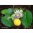 Passiflora ligularis - Édes granadilla - 5db mag/csomag