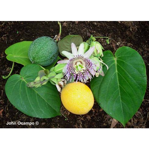 Passiflora ligularis - Édes granadilla - 5db mag/csomag