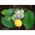 Passiflora ligularis - Édes granadilla - 5db mag/csomag