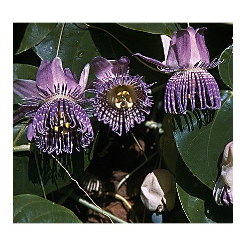 Passiflora ligularis - Édes granadilla - 5db mag/csomag