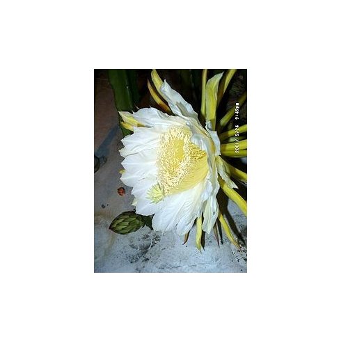 Hylocereus costaricensis - Éjjeli virágzású Costa Rica kaktusz - 5db mag/csomag