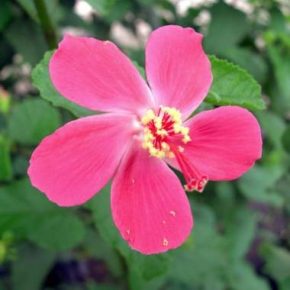 Hibiscus ferrugineus - 5db mag/csomag