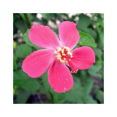 Hibiscus ferrugineus - 5db mag/csomag