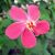 Hibiscus ferrugineus - 5db mag/csomag