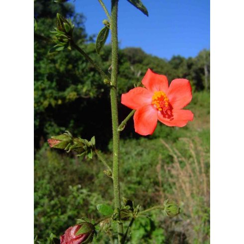 Hibiscus ferrugineus - 5db mag/csomag