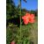 Hibiscus ferrugineus - 5db mag/csomag