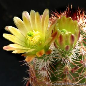  Echinocereus chloranthus - Zöld virágú fáklyakaktusz - 5db mg/csomag