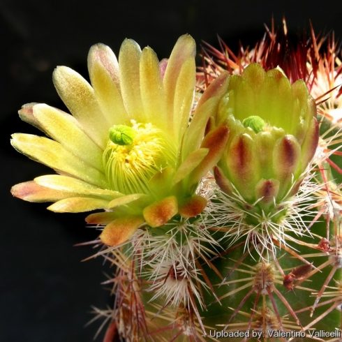 Echinocereus chloranthus - Zöld virágú fáklyakaktusz - 5db mg/csomag