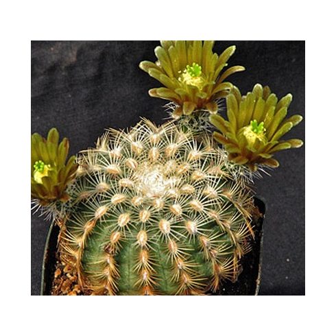 Echinocereus chloranthus - Zöld virágú fáklyakaktusz - 5db mg/csomag