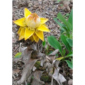   Musella lasiocarpa  Yunnan Dwarf Banana - 5pcs seeds/packet - goldenpalm.hu