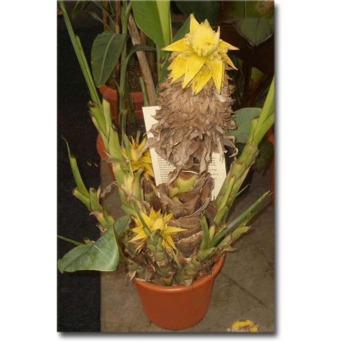 Musella lasiocarpa - Arany lótuszvirág - 5db mag/csomag