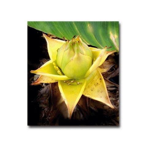 Musella lasiocarpa  Yunnan Dwarf Banana - 5pcs seeds/packet - goldenpalm.hu