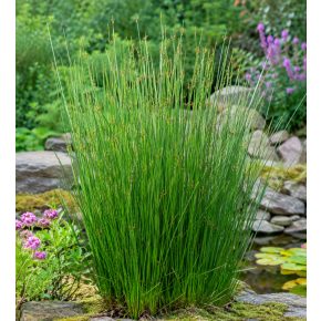 Juncus effusus - Békaszittyó - 5db mag/csomag
